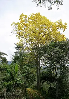 Tabebuia: Araguaney - national tree of Venezuela