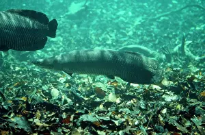 Andrea Florence: Arapaima / Pirarucu Fish