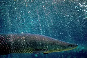 Andrea Florence: Arapaima / Pirarucu Fish