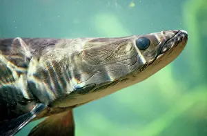 Andrea Florence: Arapaima / Pirarucu Fish