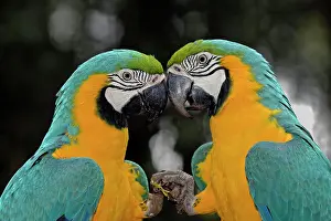 Ararauna: Ararauna (Ara ararauna), pair, Pantanal, Brazil