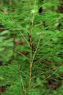 Beef: Arau - beef wood-tree