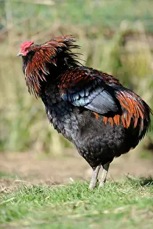 Gallus: Araucana breed cockerel snorting- France