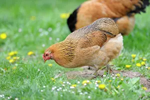 Quest: Araucana hen fawn eating in the grass - France