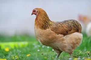 Gallus: Araucana hen fawn in the grass - France