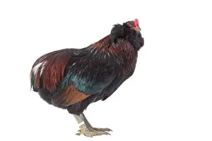 Araucana: Araucana Wild Golden Chicken Cockerel / Rooster