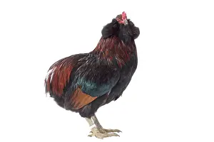 Araucana: Araucana Wild Golden Chicken Cockerel / Rooster
