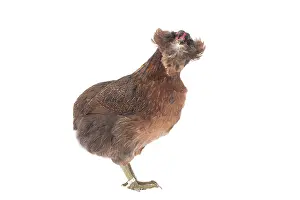 Hens: Araucana Wild Golden Chicken hen