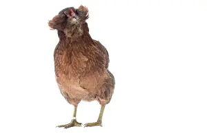 Weird: Araucana Wild Golden Chicken hen