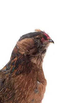 Araucana: Araucana Wild Golden Chicken hen portrait