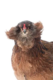 Araucana: Araucana Wild Golden Chicken hen portrait
