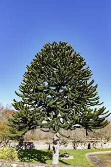 Bretagne: Araucaria flower