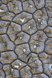 Araucaria: Araucaria / Monkey Puzzle / Chile Pine - close-up