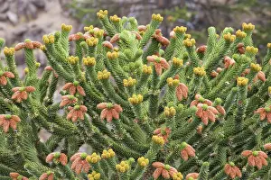 Araucaria: Araucaria / Monkey Puzzle / Chile Pine - Male tree