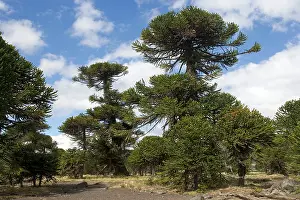 Araucaria: Araucaria / Monkey Puzzle / Chile Pine Tree
