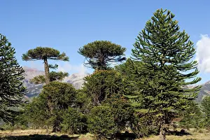 Araucaria: Araucaria / Monkey Puzzle / Chile Pine Tree