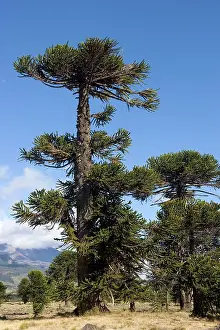 Araucaria: Araucaria / Monkey Puzzle / Chile Pine Tree