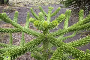 Araucaria: Araucaria / Monkey Puzzle / Chile Pine Tree - Close-up