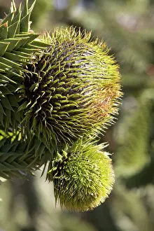 Araucaria: Araucaria / Monkey Puzzle / Chile Pine Tree - Female