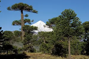 Araucaria: Araucaria / Monkey Puzzle / Chile Pine Tree & Lanin Volcano