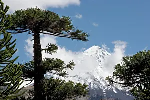 Araucaria: Araucaria / Monkey Puzzle / Chile Pine Tree & Lanin Volcano