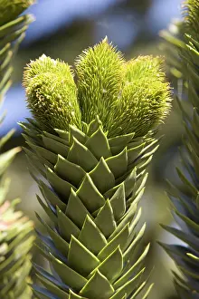 Araucaria: Araucaria / Monkey Puzzle / Chile Pine Tree - Young