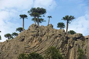 Araucaria: Araucaria / Monkey Puzzle / Chile Pine Trees growing