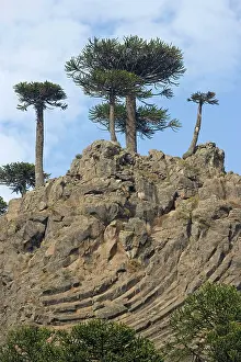 Araucaria: Araucaria / Monkey Puzzle / Chile Pine Trees growing