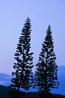 Araucaria: Araucaria Pine (Araucaria bernieri) at sunset