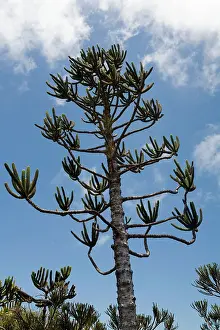 Araucaria: Araucaria tree in the highlands of New Caledonia