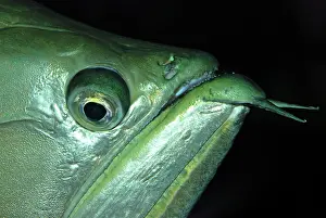 Barbel: Arawana Fish - tropical freshwaters