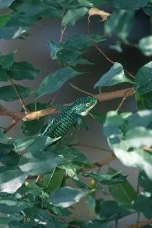 Abronia: Arboreal Alligator Lizard