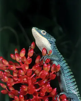 Abronia: Arboreal Alligator Lizard