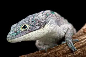 Abronia: Arboreal alligator lizard (Abronia graminea)