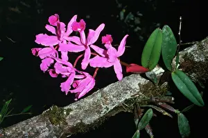 Cattleya: Arboreal Orchids