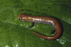 Caudata: Arboreal Salamander