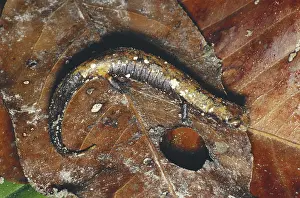 Blending: Arboreal Salamander