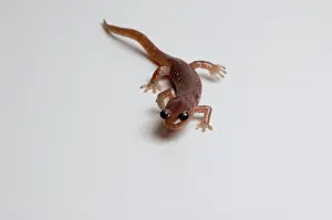 Aneides: Arboreal Salamander (Aneides lugubris)