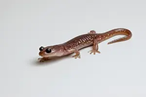 Aneides: Arboreal Salamander (Aneides lugubris)