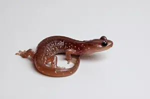 Aneides: Arboreal Salamander (Aneides lugubris)