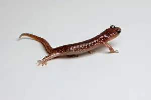 Aneides: Arboreal Salamander (Aneides lugubris)