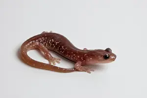 Aneides: Arboreal Salamander (Aneides lugubris)