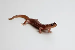 Aneides: Arboreal Salamander (Aneides lugubris)