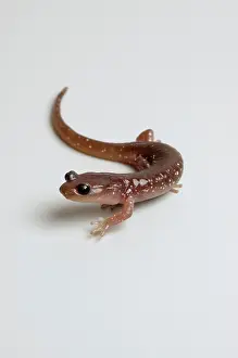 Aneides: Arboreal Salamander (Aneides lugubris)