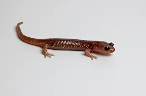 Aneides: Arboreal Salamander (Aneides lugubris)
