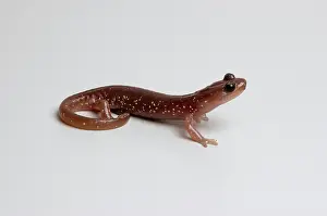 Aneides: Arboreal Salamander (Aneides lugubris)