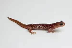 Aneides: Arboreal Salamander (Aneides lugubris)