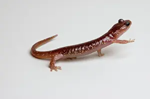 Aneides: Arboreal Salamander (Aneides lugubris)