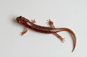 Aneides: Arboreal Salamander (Aneides lugubris)