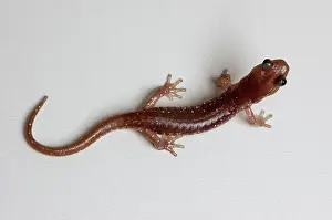 Aneides: Arboreal Salamander (Aneides lugubris)